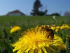 ökológiai magyar termelői méhpempő